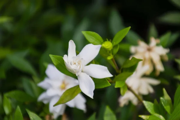 Vue Des Fleurs Fleurissent — Photo