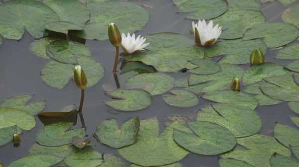 View of water lilies with green leaves