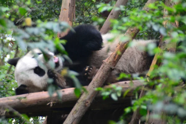 pandas wildlife, panda bear animal in zoo