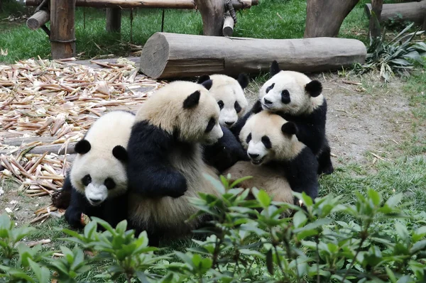 pandas wildlife, panda bear animal in zoo