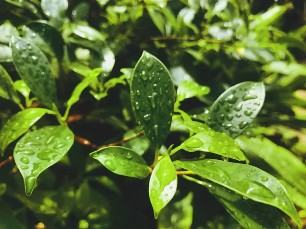 Flora Follaje Árboles Hojas — Foto de Stock