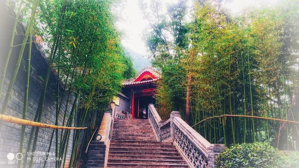 Hermosa Vista Del Puente Bosque — Foto de Stock