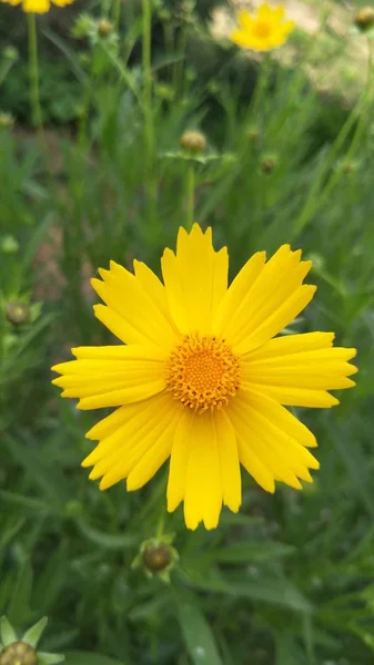 Hermosa Floración Flores Jardín — Foto de Stock