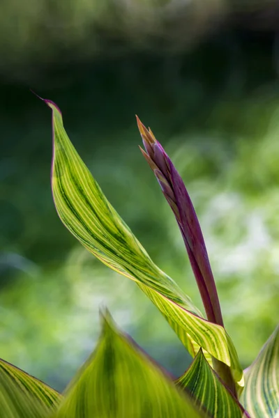 Hermoso Plano Botánico Fondo Pantalla Natural — Foto de Stock