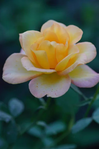 玫瑰花盛开的景观 — 图库照片