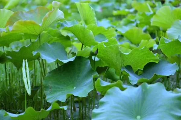 Hojas Verdes Flora Natural — Foto de Stock