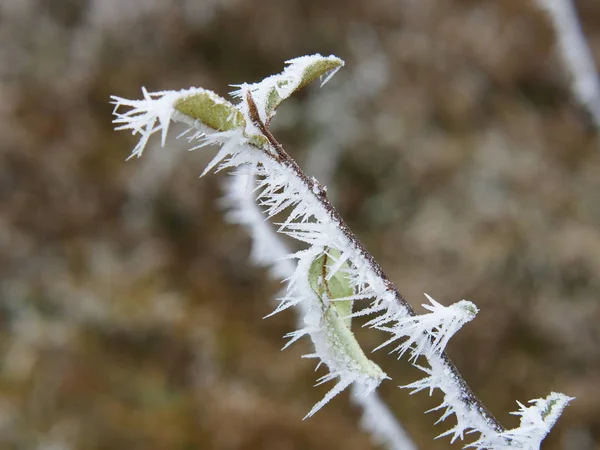 frozen grass covered with snow