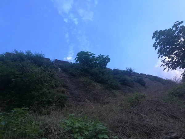 trees on the hill of the sea