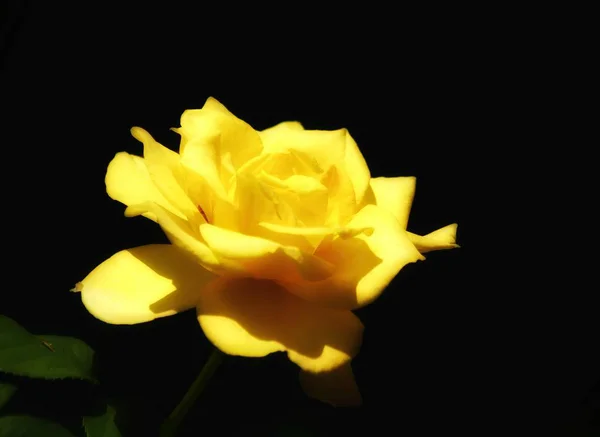 Rosa Amarilla Sobre Fondo Negro — Foto de Stock