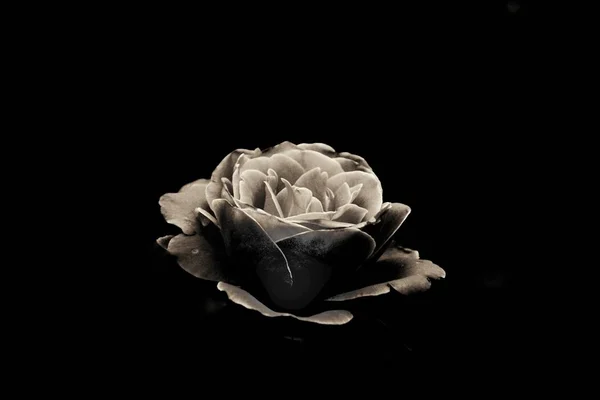 beautiful rose on black background