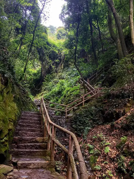 Naturaleza Plantas Árboles Crecimiento —  Fotos de Stock