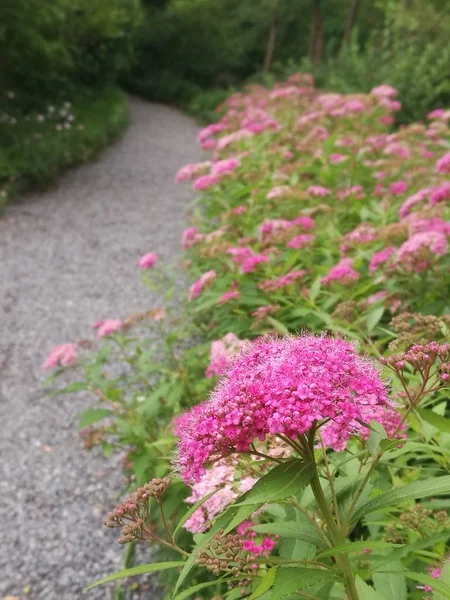 Vista Diurna Flor Floreciendo Jardín Primavera — Foto de Stock