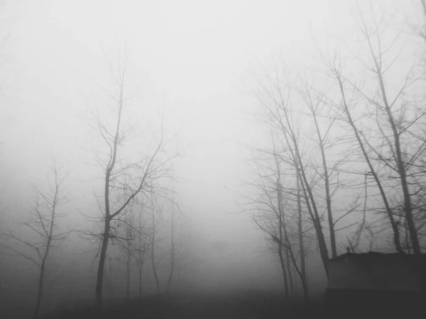 Paisagem Inverno Com Árvores Nevoeiro — Fotografia de Stock