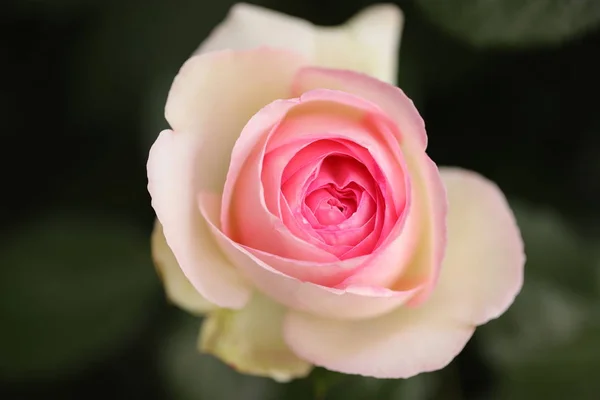 Flora Del Jardín Pétalos Flores Botánica — Foto de Stock