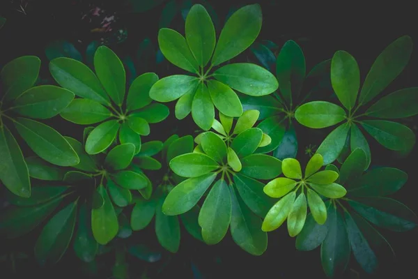 Hojas Trébol Verde Sobre Fondo Árbol — Foto de Stock