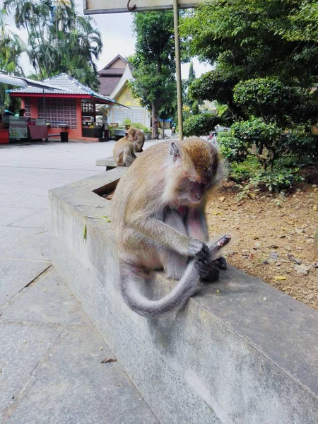 Mono Zoológico — Foto de Stock