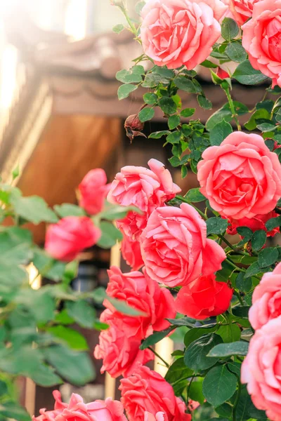 Hermosas Flores Naturaleza Flora — Foto de Stock