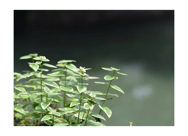 Hojas Verdes Aisladas Sobre Fondo Blanco — Foto de Stock