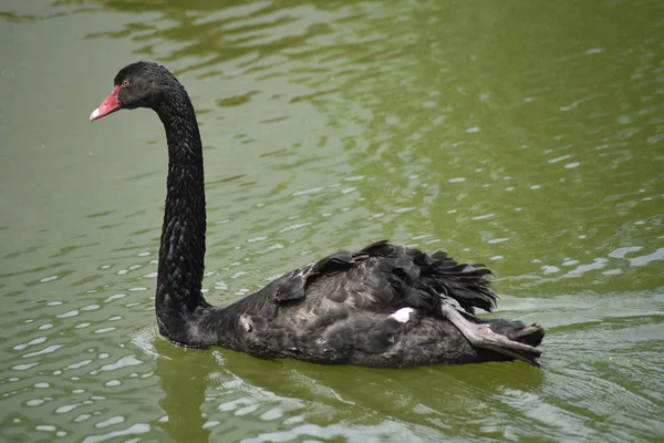 Zwarte Zwaan Het Meer — Stockfoto