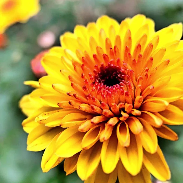 Primer Plano Una Flor Gerberas Amarillas — Foto de Stock