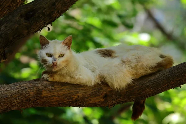 Gato Naturaleza — Foto de Stock