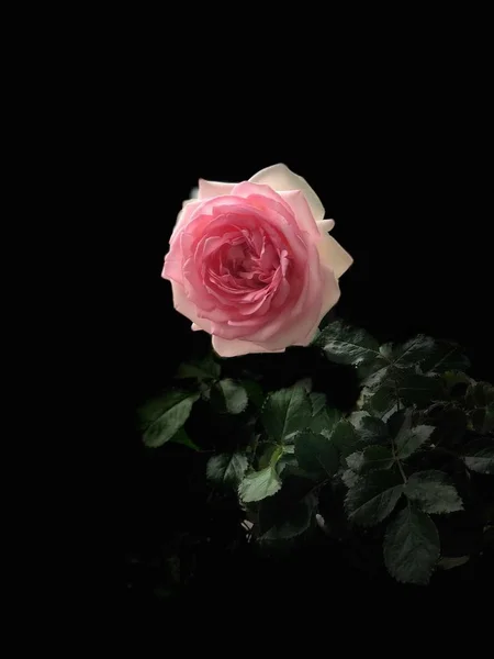 Vértes Gyönyörű Virágzó Rózsabokor — Stock Fotó
