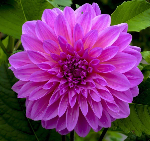 Bahçede Pembe Yıldız Çiçeği — Stok fotoğraf