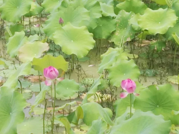 Flor Loto Agua Estanque — Foto de Stock