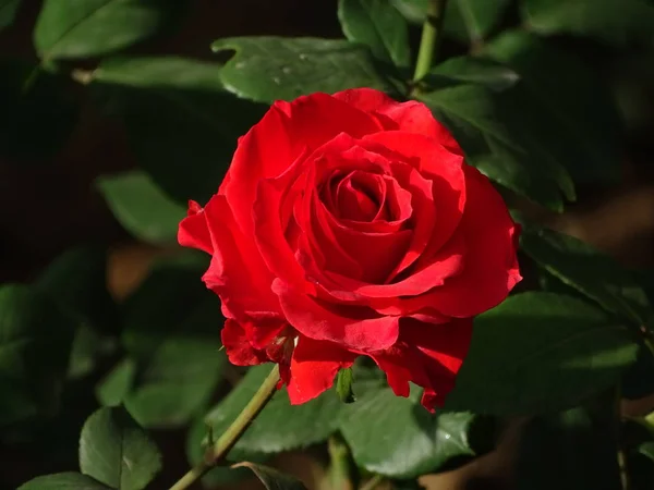 Rosa Roja Sobre Fondo Negro — Foto de Stock