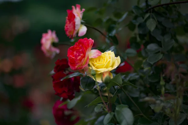 Beautiful Roses Garden — Stock Photo, Image