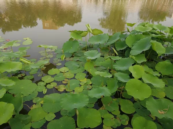 Flores Agua Hojas Verdes Estanque — Foto de Stock