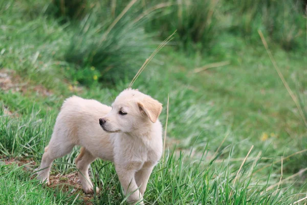 Perro Corriendo Parque — Foto de Stock