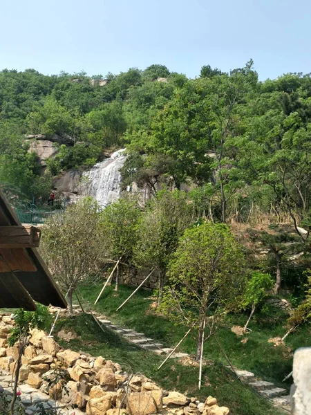 Árboles Verdes Bosque — Foto de Stock