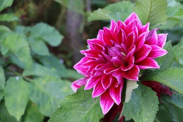 Vacker Rosa Dahlia Blomma Trädgården — Stockfoto