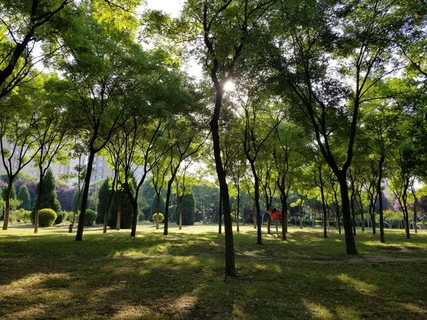 stock image beautiful landscape of trees in the park