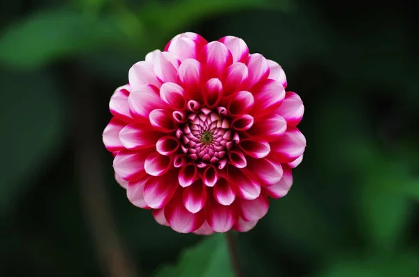 Zbliżenie Piękny Kwiat Tło — Zdjęcie stockowe