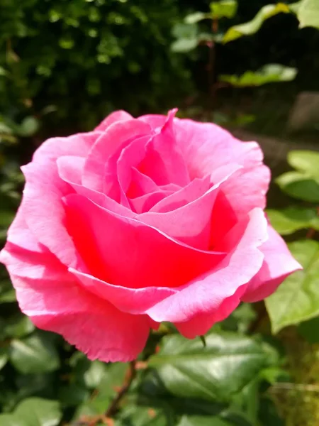 Primer Plano Hermosas Flores Rosas Flor — Foto de Stock