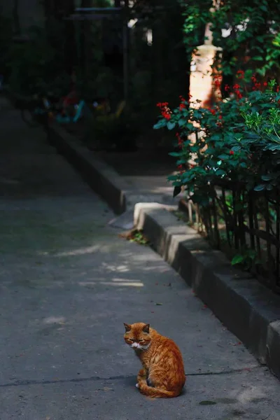 Gato Camina Parque — Foto de Stock