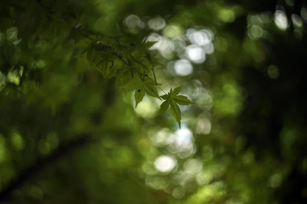 Hojas Verdes Bosque — Foto de Stock