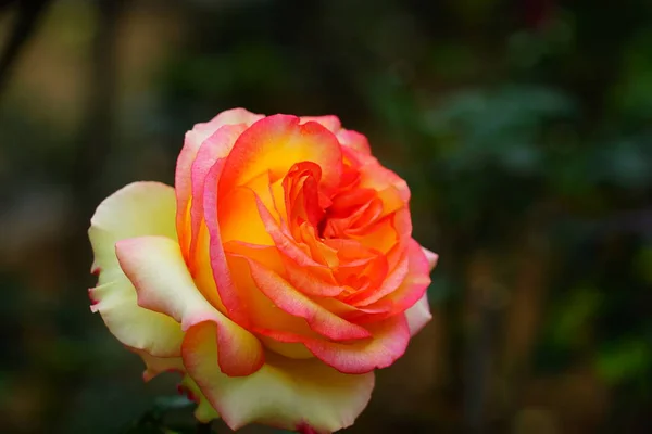 Fioritura Fiori Primavera Vicino — Foto Stock