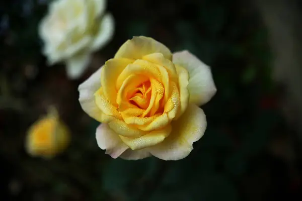 Hermosa Rosa Jardín — Foto de Stock