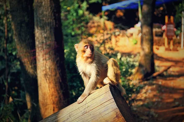 Mono Zoológico — Foto de Stock