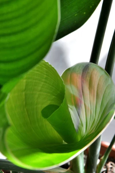 Hermoso Plano Botánico Fondo Pantalla Natural — Foto de Stock