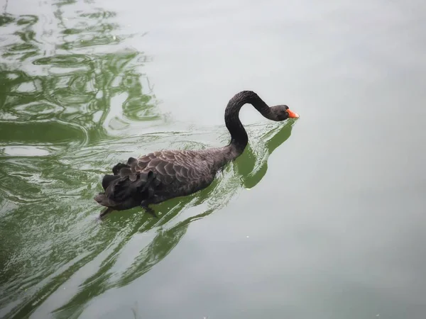 Vogel Zwemmen Vijver — Stockfoto