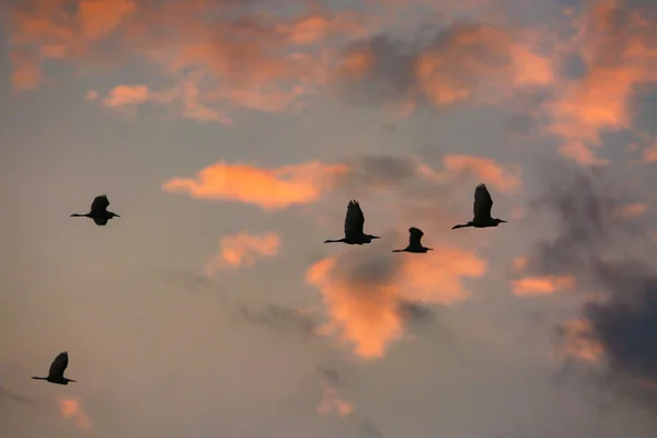flock of birds flying in sky
