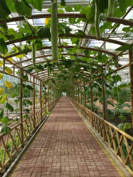 greenhouse in the garden