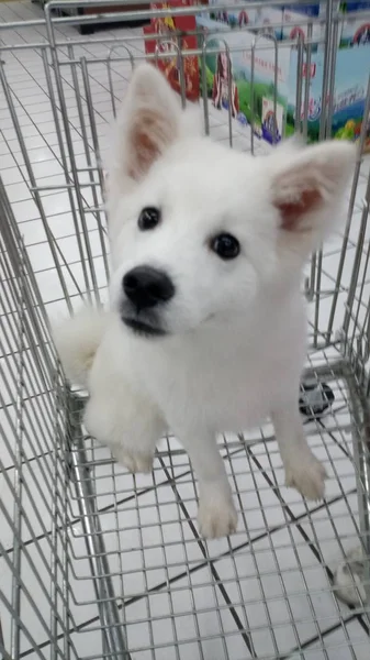 white dog in the cage