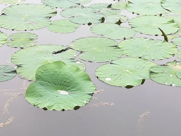 Hojas Verdes Flor Nenúfar Estanque — Foto de Stock