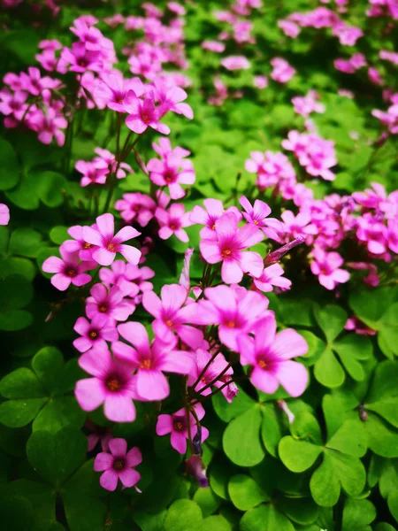 Schöne Blütenblumen Nahaufnahme Foto — Stockfoto