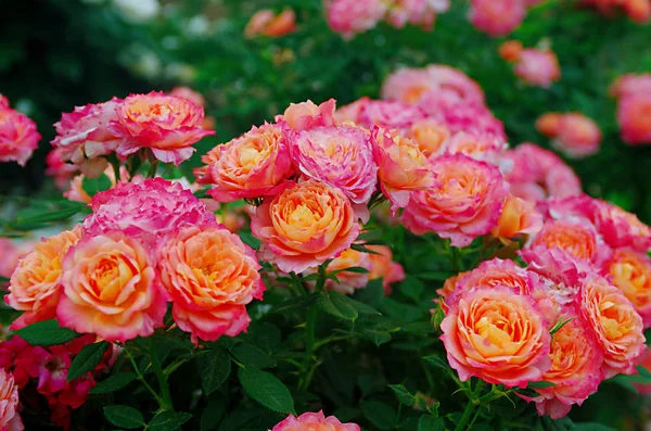 Primer Plano Hermosas Flores Rosas Flor — Foto de Stock